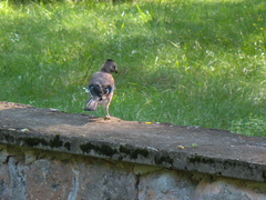 Garrulus glandarius