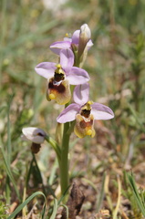Ophrys tenthredinifera