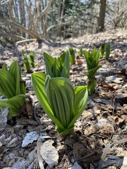 Veratrum lobelianum
