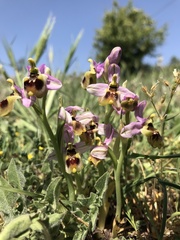 Ophrys tenthredinifera