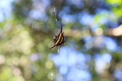 Gasteracantha milvoides