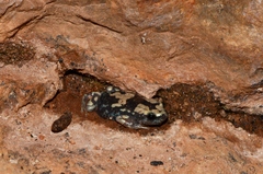 Phrynomantis annectens