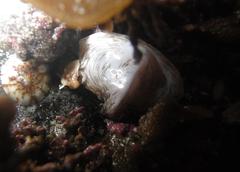 Cryptolithodes typicus