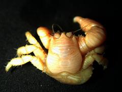 Dermaturus mandtii