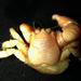 Wrinkled Crab - Photo (c) aaronbaldwin, some rights reserved (CC BY-NC), uploaded by aaronbaldwin