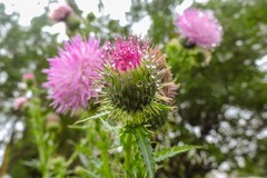 Cirsium mexicanum