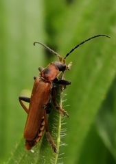 Cantharis coronata