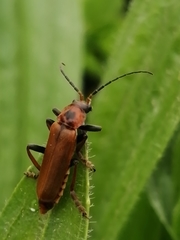 Cantharis coronata