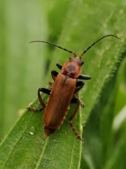 Cantharis coronata