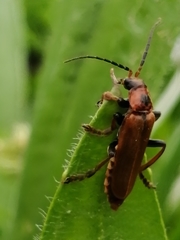 Cantharis coronata