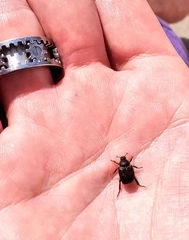 Scarabaeidae