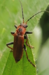 Cantharis coronata