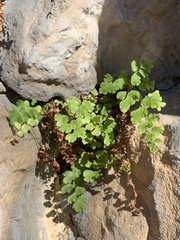 Adiantum