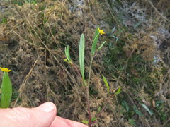 Ranunculus laxicaulis
