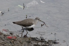 Tringa ochropus