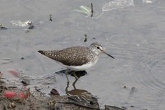 Tringa ochropus
