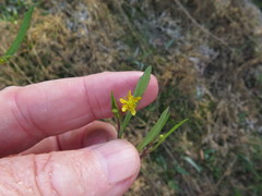 Ranunculus laxicaulis