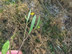 Ranunculus laxicaulis