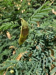 Senegalia bonariensis