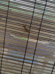 Eburodacrys triocellata