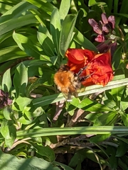 Bombus pascuorum