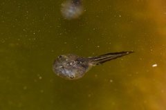 Phrynomantis annectens