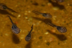 Phrynomantis annectens