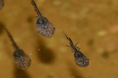 Phrynomantis annectens