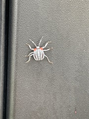 Tessaratoma papillosa