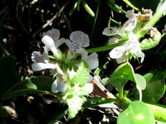 Stachys bolusii