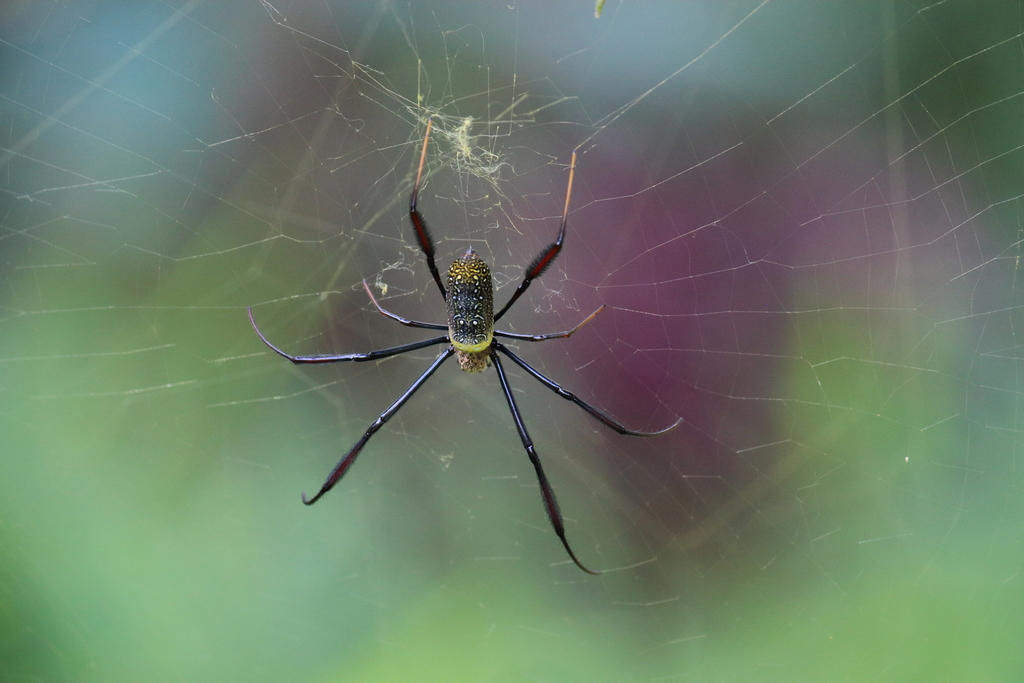 Hairy Golden Orb-weaving Spider from Chipinge, Zimbabwe on March 20 ...