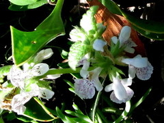 Stachys bolusii