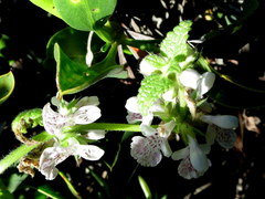 Stachys bolusii