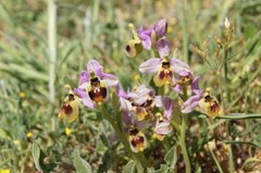 Ophrys tenthredinifera