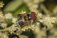 Copestylum quadratum