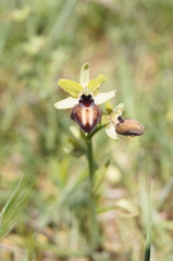 Ophrys sphegodes sphegodes
