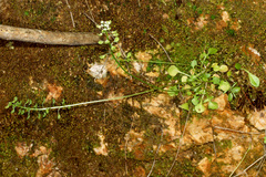 Teesdalia coronopifolia