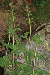Scrophularia sublyrata