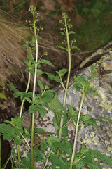 Scrophularia sublyrata