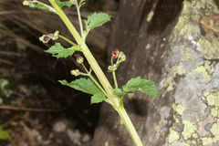 Scrophularia sublyrata