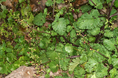 Scrophularia sublyrata