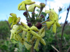 Lyperia lychnidea