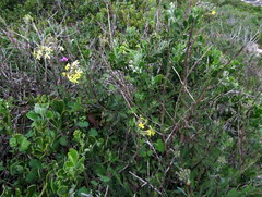 Lyperia lychnidea