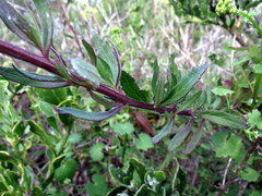 Lyperia lychnidea