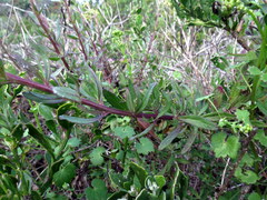 Lyperia lychnidea