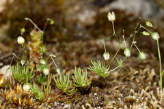 Spergula morisonii