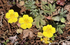 Potentilla cinerea