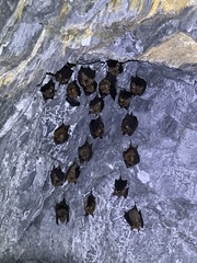 Hipposideros armiger terasensis