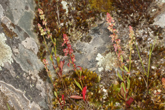 Rumex bucephalophorus gallicus