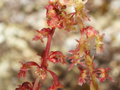 Rumex bucephalophorus gallicus